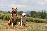 AMSTAFF  ADULT & PUPPIES 069